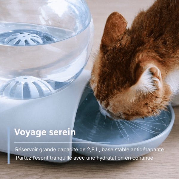 Chat buvant dans un distributeur eau pour chat sans fil et sans filtre assurant une hydratation continue