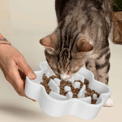 Chaton mangeant dans une gamelle anti glouton chat en céramique durable
