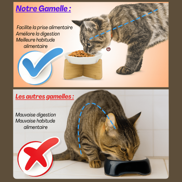 Deux chatons utilisant une petite gamelle anti glouton avec différences