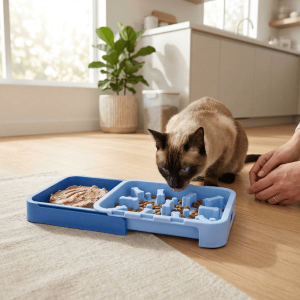 Gamelle anti glouton pour chat favorise repas lent et digestion saine utilisation siamois
