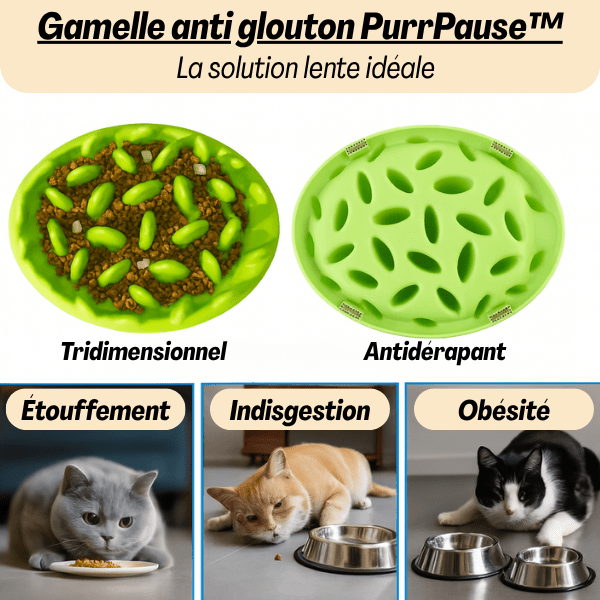 Gamelle anti glouton verte en plastique PP de qualité idéal repas lent