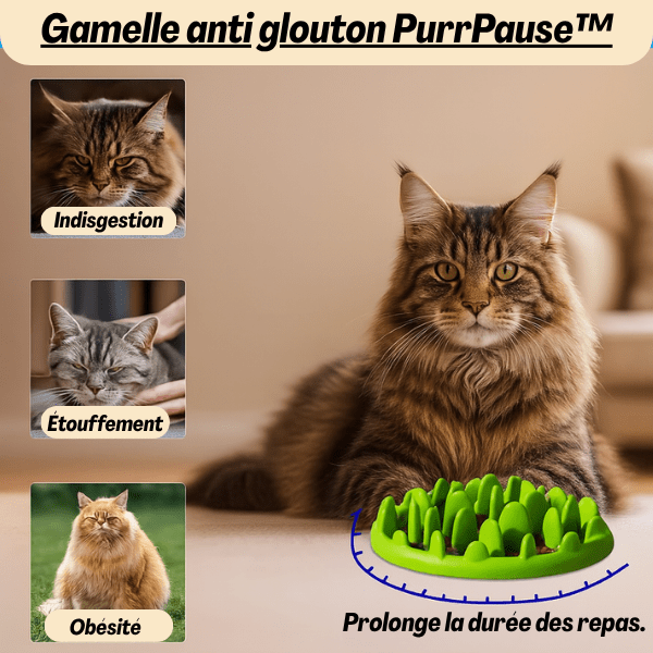 Chat en présentation avec une gamelle anti glouton PurrPause™ verte