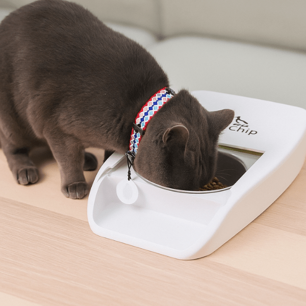 Gamelle chat automatique puce medaillon RFID implants batterie | Feeder Puce Tech™