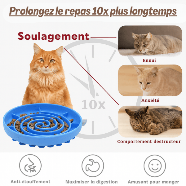Gamelles anti glouton chat – schéma alimentation lente et hygiène bucco-dentaire